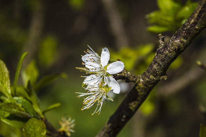 White cherry blossom on a branch with green leaves
