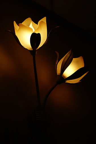 Glowing Tulip Flower Lamps in Dark Room