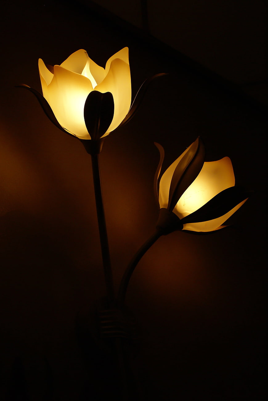 Glowing Tulip Flower Lamps in Dark Room