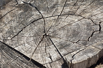 Close-up of cracked old tree stump wood texture