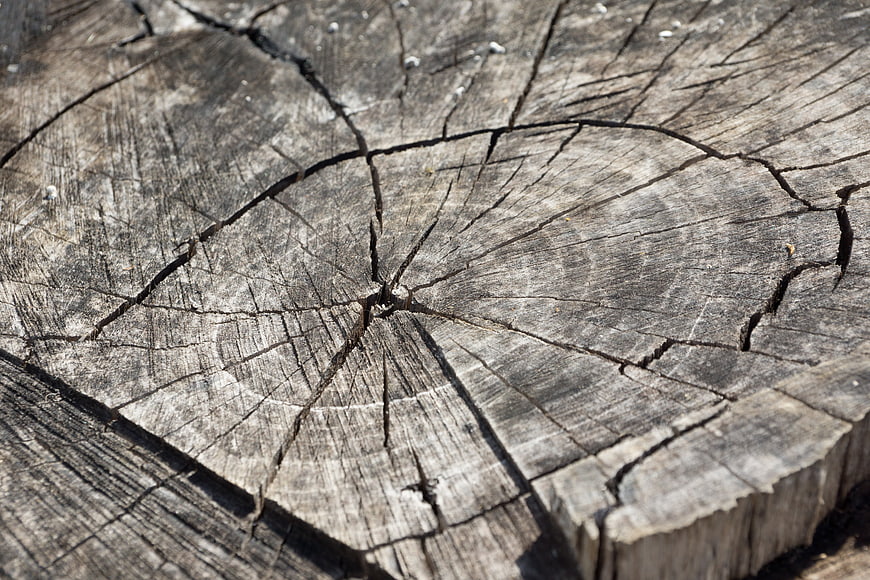 Close-up of cracked old tree stump wood texture