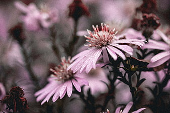 Close-up of pink aster flowers with dew drops