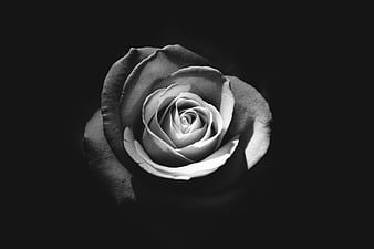 Black and White Rose Close-Up on Dark Background