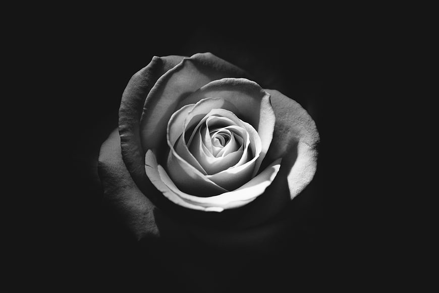 Black and White Rose Close-Up on Dark Background
