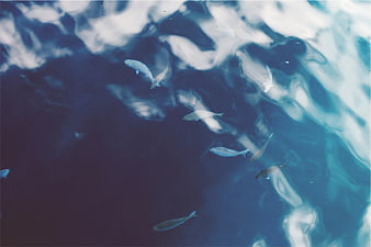 Small fish swimming in deep blue water with light reflections