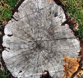 Top view of weathered tree stump with radial wood grain texture