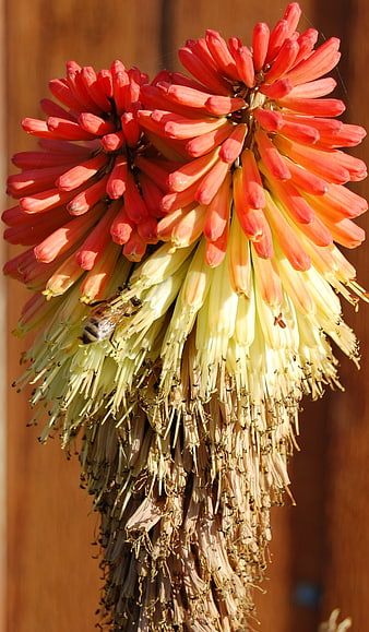 Close-up of Red and Yellow Aloe Flower with Bee