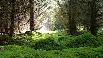Sunlit Mossy Forest Floor With Misty Light Rays