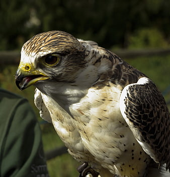 Close-up portrait of a falcon with detailed feather texture
