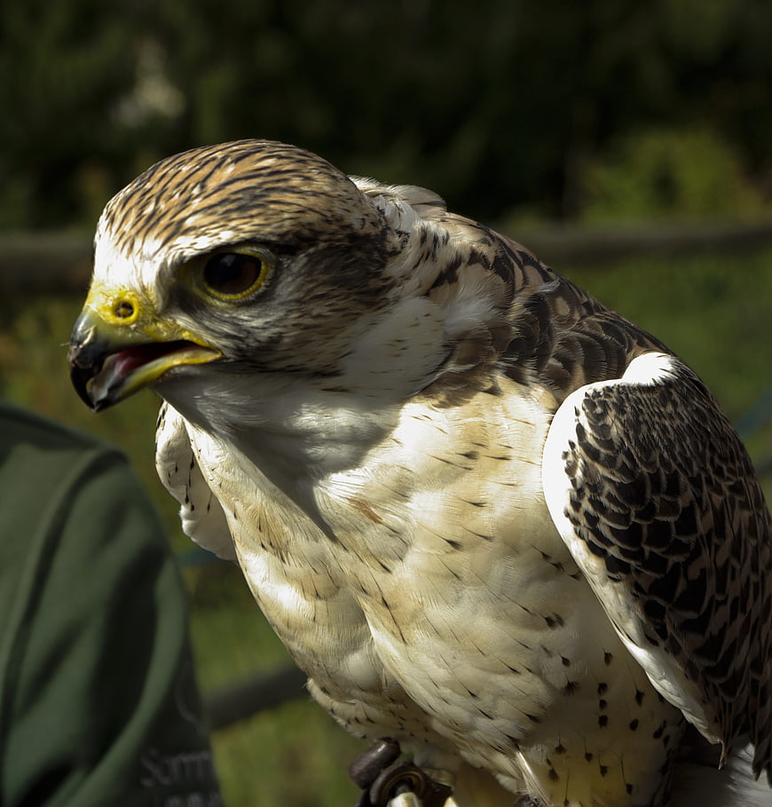 Close-up portrait of a falcon with detailed feather texture