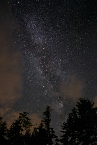 Milky Way Galaxy Over Silhouetted Pine Trees at Night