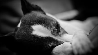 Sleeping Black and White Dog Close-Up Portrait