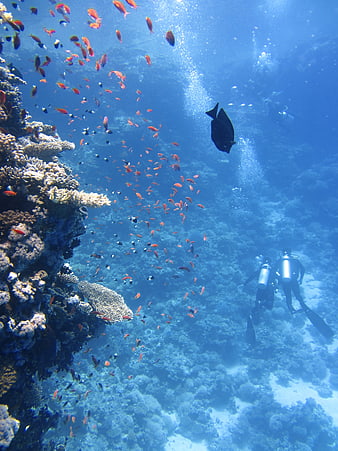 Scuba Divers Exploring Vibrant Coral Reef Underwater