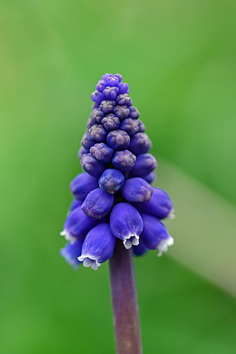 Close-up of a purple grape hyacinth flower on green background