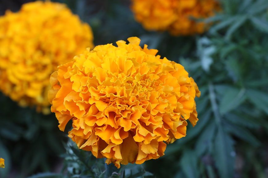 Close-up of vibrant orange marigold flower in garden
