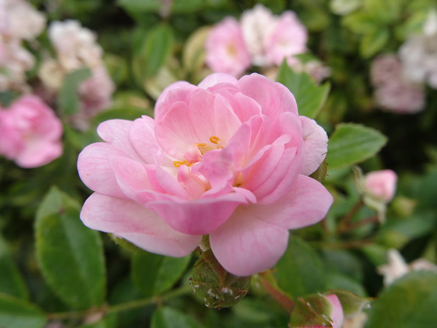 Close-up of a delicate pink rose in a garden