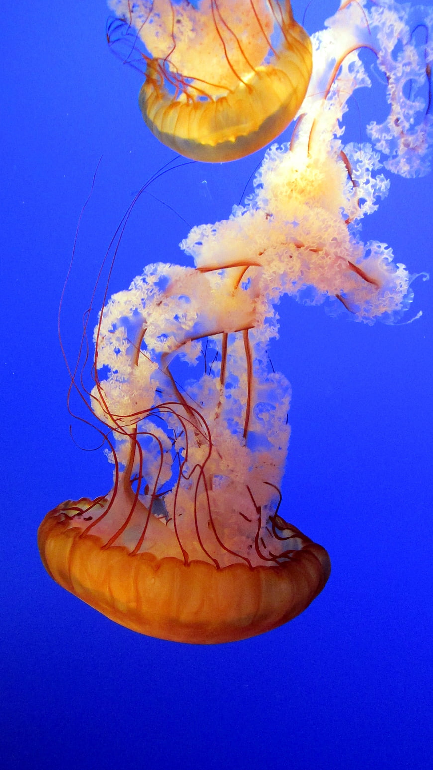 Orange Jellyfish Floating in Deep Blue Ocean Water