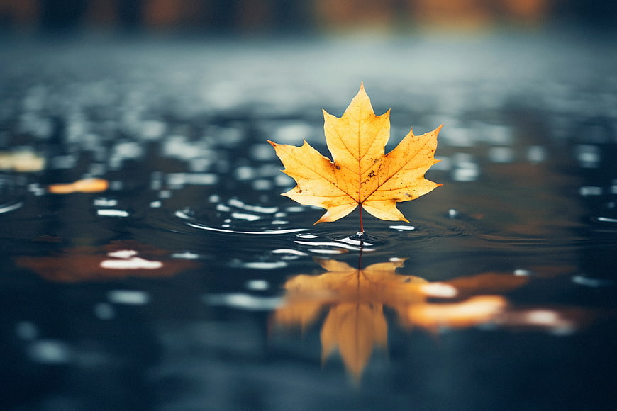 Yellow Maple Leaf Floating on Water with Reflection