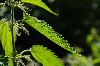 Close-up of Stinging Nettle Leaves with Serrated Edges