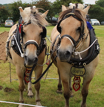 Two Shire Horses Wearing Decorative Harnesses At Outdoor Show