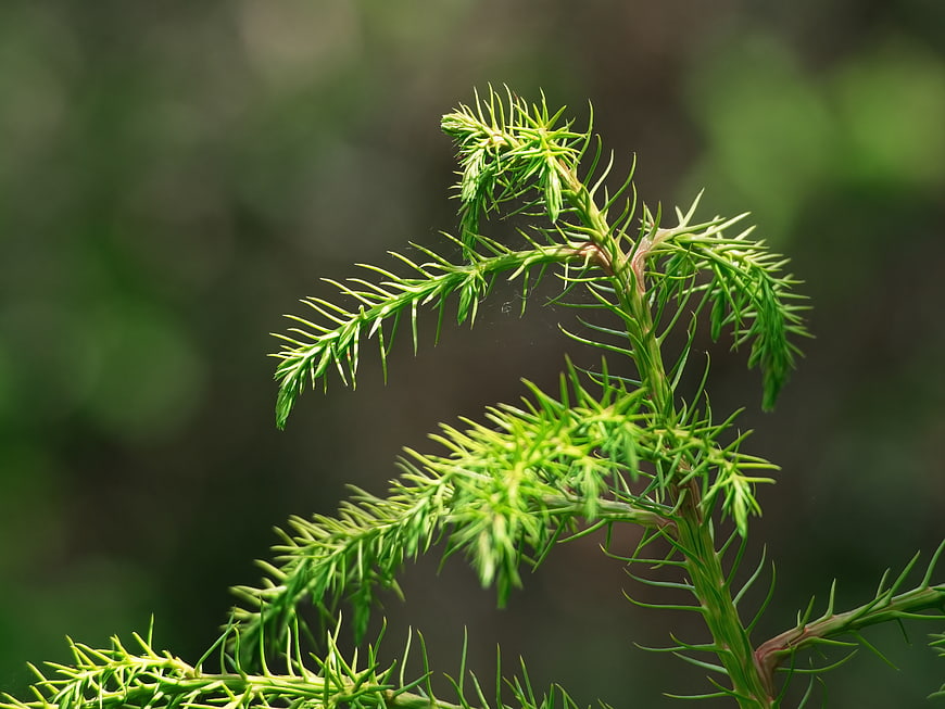 Close-up of vibrant green conifer branch with soft bokeh background