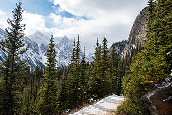 Snowy Mountain Trail Through Pine Forest Landscape