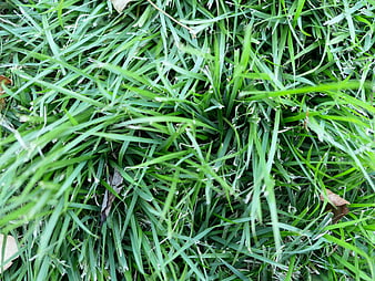 Close-up texture of vibrant green grass blades