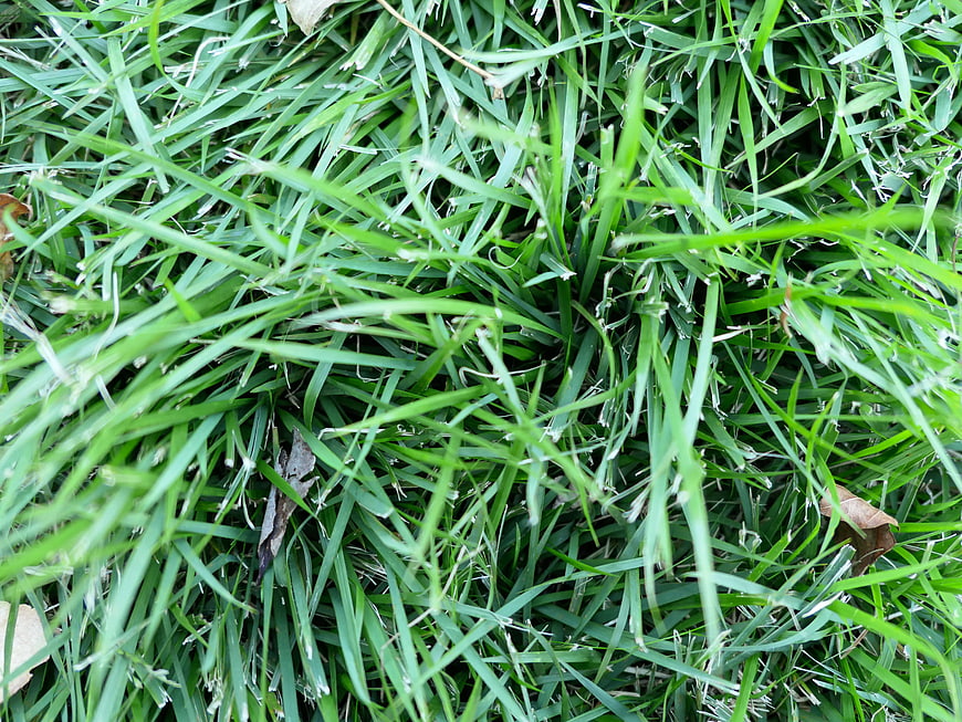 Close-up texture of vibrant green grass blades