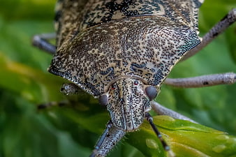 Extreme macro close-up of a shield bug on a green leaf