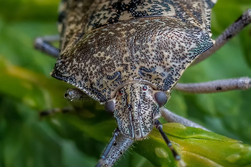 Extreme macro close-up of a shield bug on a green leaf
