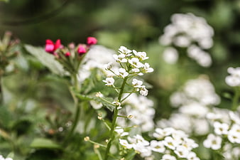 Close-up of delicate white flowers with blurred green garden background