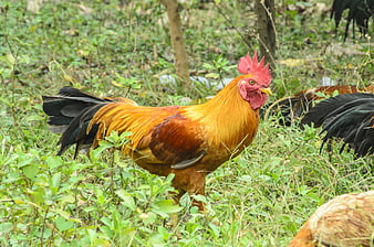 Vibrant Rooster Standing in Green Grass
