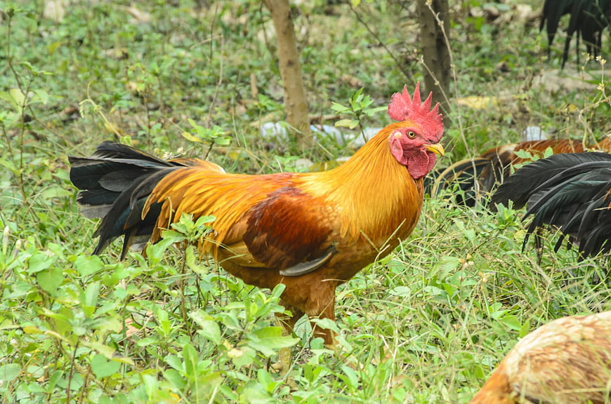 Vibrant Rooster Standing in Green Grass