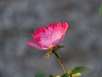 Pink Rose Bud on Blurred Gray Background