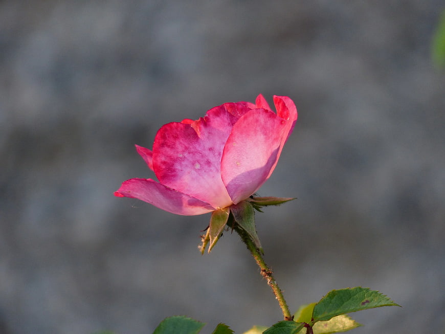 Pink Rose Bud on Blurred Gray Background