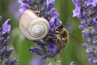 Macro shot of a snail shell and bee on lavender flowers