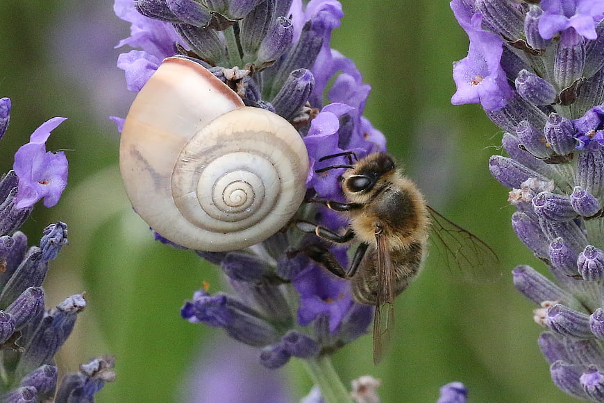 Macro shot of a snail shell and bee on lavender flowers