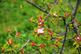 Pink Apple Blossoms and Buds on a Branch in Spring