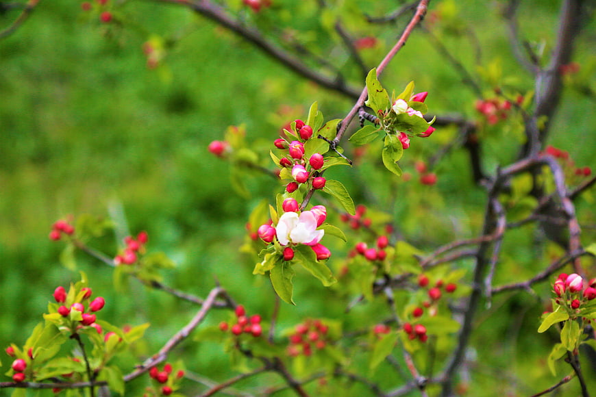 Pink Apple Blossoms and Buds on a Branch in Spring