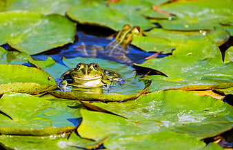 Green frog swimming among lily pads in a pond