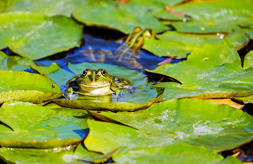 Green frog swimming among lily pads in a pond