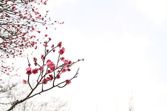 Pink plum blossoms on branches against white sky