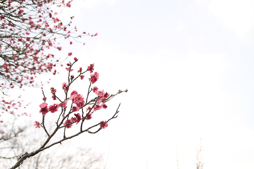 Pink plum blossoms on branches against white sky