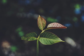 Close-up of young plant sprout with green and reddish leaves