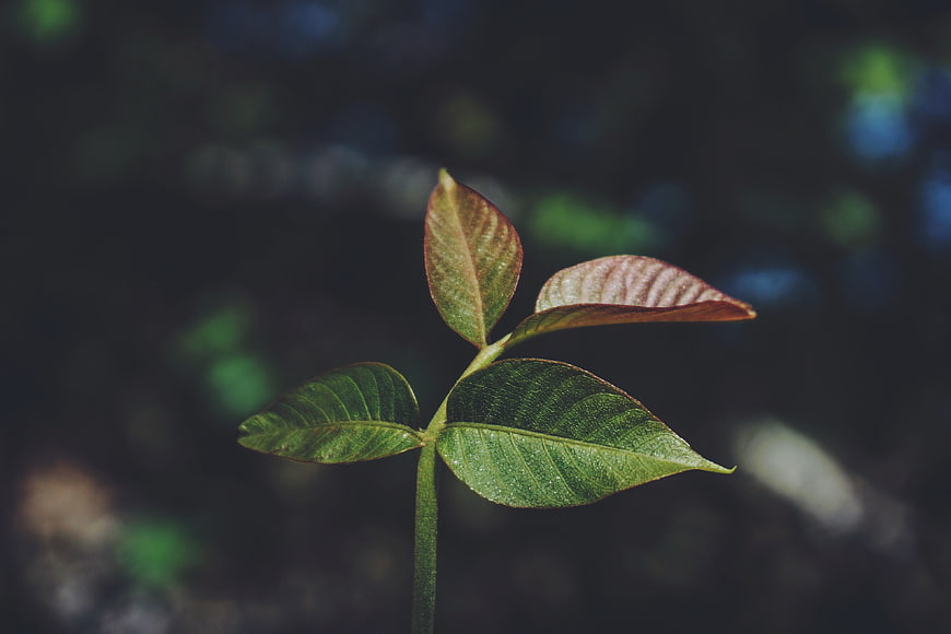 Close-up of young plant sprout with green and reddish leaves