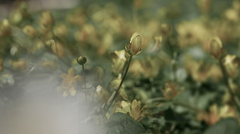Yellow Flower Bud in Misty Garden with Bokeh Background