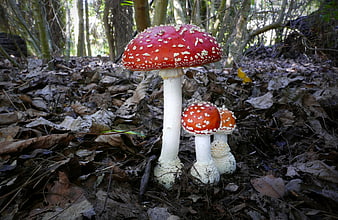 Red Fly Agaric Mushrooms in Forest