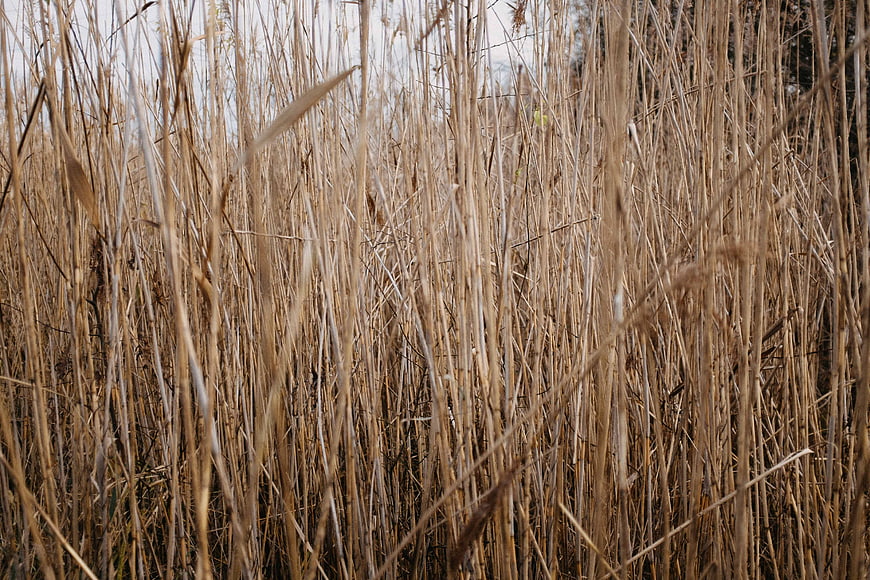 Dry Reeds in Autumn Meadow