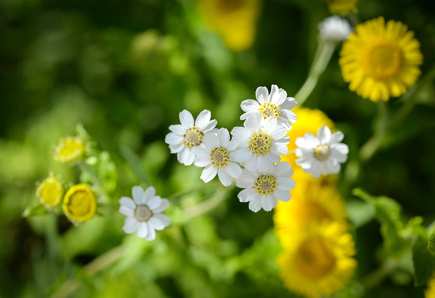 Close-up of white wildflowers with yellow centers in a garden