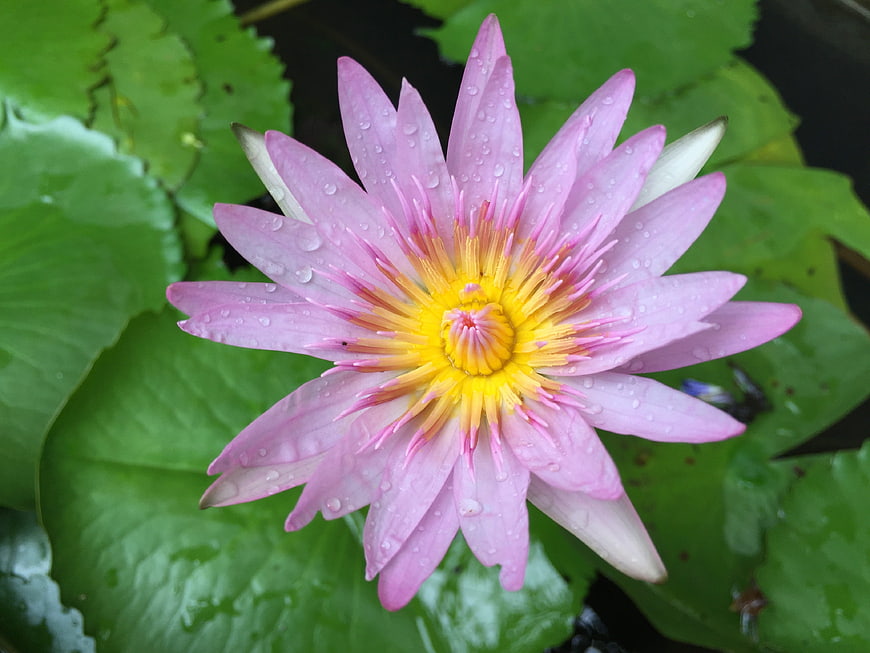Pink Water Lily with Water Droplets on Green Lily Pads